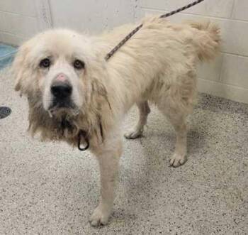 Cormac -  Great Pyrenees and Mixed Breed Dog for Adoption in Kansas City, Missouri - Cormac | PetCurious