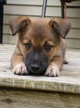 Shepherd and Australian Cattle Dog Blue Heeler Dogs Available for Adoption in Berlin, New Jersey - Ella | PetCurious