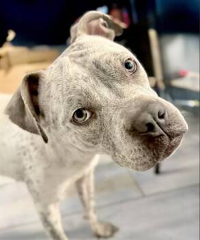MINNIE -  Pit Bull Terrier Dog for Adoption in Charlotte, North Carolina - MINNIE | PetCurious