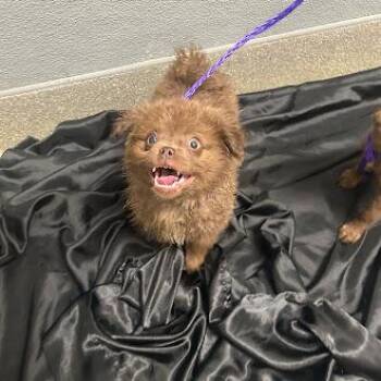 Chihuahua and Newfoundland Dog Dogs Available for Adoption - PIRANHA | PetCurious