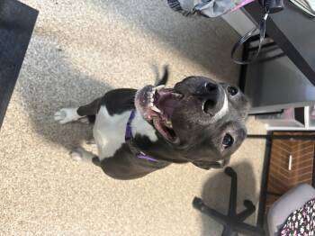 Labrador Retriever and Pit Bull Terrier Dogs Available for Adoption - Mabel | PetCurious