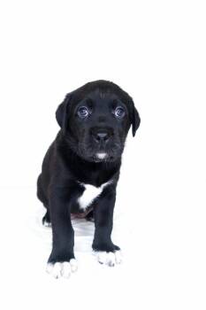 Kaja -  Labrador Retriever Dog for Adoption in Bixby, Oklahoma - Kaja | PetCurious
