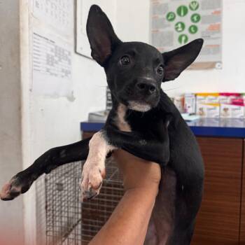 Layla -  Mixed Breed Dog for Adoption in Vieques, Vieques - Layla | PetCurious