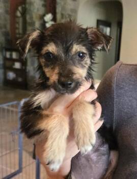 Ladybug -  Australian Shepherd and Mixed Breed Dog for Adoption in Evergreen, Colorado - Ladybug | PetCurious