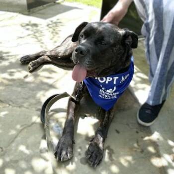 Onyx -  Mastiff and Mixed Breed Dog for Adoption - Onyx | PetCurious