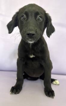 Rescue Border Collie and Mixed Breed Dogs for Adoption in Morton Grove, Illinois - Dahlia | PetCurious