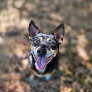Stitch -  Mixed Breed Dog for Adoption in Port Charlotte, Florida - Stitch | PetCurious