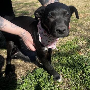 Black Labrador Retriever Dogs Available for Adoption - Cherry | PetCurious