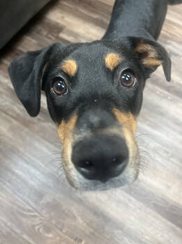 Rescue Labrador Retriever Dogs for Adoption in Seattle, Washington - Fraser | PetCurious