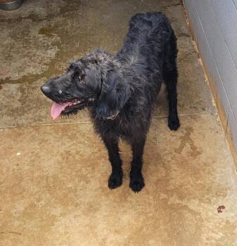 Malka -  German Wirehaired Pointer Dog for Adoption in Lawrenceburg, Tennessee - Malka | PetCurious