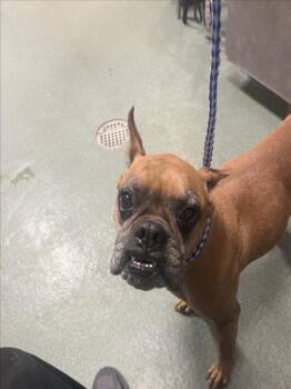 Mixed Breed Dogs Available for Adoption - A174427 | PetCurious