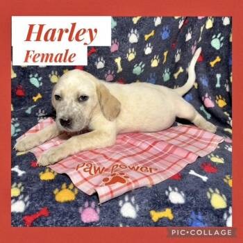 Hound Dogs Available for Adoption - Harley | PetCurious