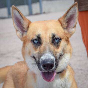 Belgian Shepherd Malinois and Husky Dogs Available for Adoption in Huntley, Illinois - Mystery | PetCurious