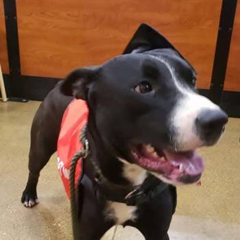 Jack* -  Labrador Retriever Dog Available for Adoption in Kingman, Arizona - Jack* | PetCurious