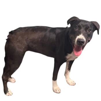 Sienna -  Border Collie Dog for Adoption in Red Bluff, California - Sienna | PetCurious