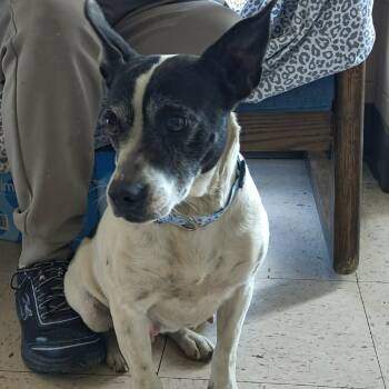 Jack Russell Terrier Dogs Available for Adoption - Tilly | PetCurious