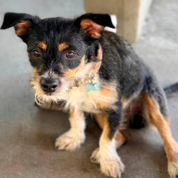 Scuffy - Chino Hills Location -  Terrier and Mixed Breed Dog for Adoption in Chino Hills, California - Scuffy - Chino Hills Location | PetCurious