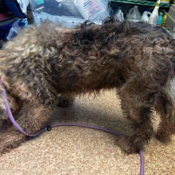 Chloe -  Old English Sheepdog Dog for Adoption in Harrisville, West Virginia - Chloe | PetCurious