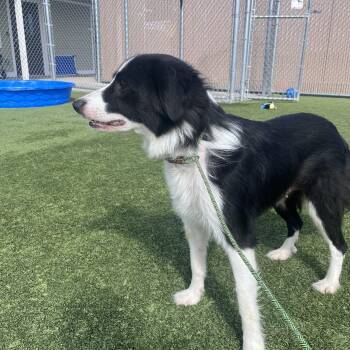 Border Collie Dogs Available for Adoption in Liberty, Missouri - Florence  | PetCurious