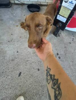 Choco Chap -  Labrador Retriever and Chesapeake Bay Retriever Dog for Adoption in Aurora, Colorado - Choco Chap | PetCurious