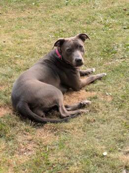 Shyla -  Mixed Breed Dog for Adoption in Alden, New York - Shyla | PetCurious