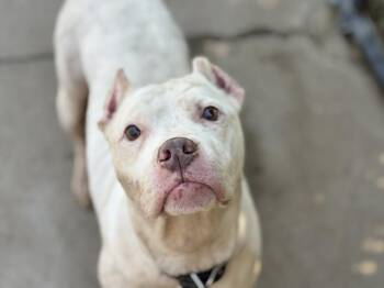 MELANIE -  Pit Bull Terrier and Mixed Breed Dog for Adoption in Tulsa, Oklahoma - MELANIE | PetCurious