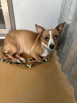Muffin -  Chihuahua Dog for Adoption in Cibolo, Texas - Muffin | PetCurious