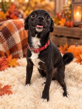 Sully -  Terrier and Chihuahua Dog for Adoption in Tehachapi, California - Sully | PetCurious
