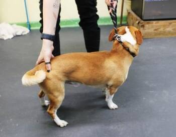 Chihuahua and Mixed Breed Dogs Available for Adoption - Nugget | PetCurious