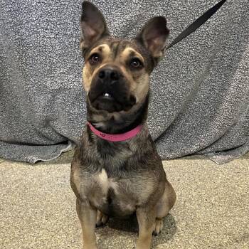 Dolla$ -  American Staffordshire Terrier and Shepherd Dog for Adoption in San Gabriel, California - Dolla$ | PetCurious
