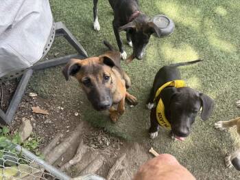 Puchito - Cheeto -  Belgian Shepherd Malinois Dog for Adoption in Pleasant Valley, New York - Puchito - Cheeto | PetCurious