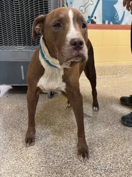 Pit Bull Terrier Dogs Available for Adoption in Thousand Palms, California - LORETTA | PetCurious