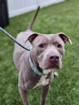Chef -  Mixed Breed Dog for Adoption in Savannah, Georgia - Chef | PetCurious