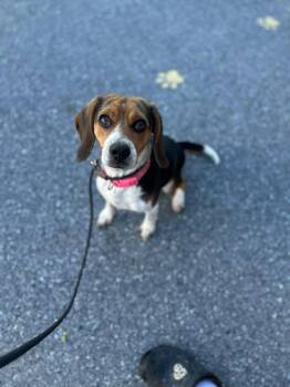 Luna -  Beagle Dog Available for Adoption in Myerstown, Pennsylvania - Luna | PetCurious