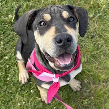 Boxer and Treeing Walker Coonhound Dogs Available for Adoption in Lemont, Illinois - Marge | PetCurious