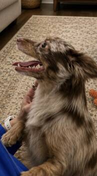 Pomeranian Dogs Available for Adoption in Tifton, Georgia - Toby | PetCurious