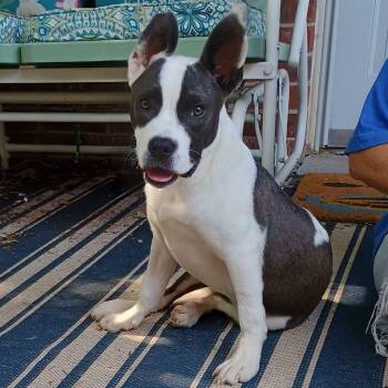 Danica -  Pit Bull Terrier and American Bully Dog for Adoption in Amarillo, Texas - Danica | PetCurious