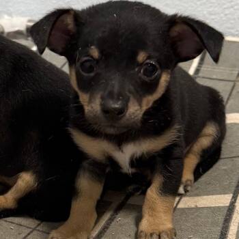 Chihuahua and Jack Russell Terrier Dogs Available for Adoption in Chico, California - RHETT | PetCurious
