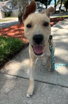 Labrador Retriever Dogs Available for Adoption in Osteen, Florida - Duke | PetCurious