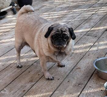Belle -  Pug Dog for Adoption in Benton, Kansas - Belle | PetCurious
