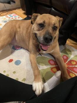 Rescue Boxer and Labrador Retriever Dogs for Adoption in Kirkland, Washington - Sugar - The Sweetest Tripod You’ll Ever Meet! | PetCurious