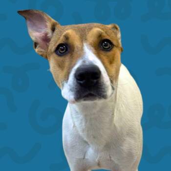 Cashew -  Pit Bull Terrier and Mixed Breed Dog for Adoption in Reno, Nevada - Cashew | PetCurious