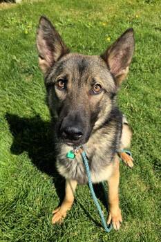 Jaeger 47081 -  German Shepherd Dog Dog for Adoption in Pocatello, Idaho - Jaeger 47081 | PetCurious