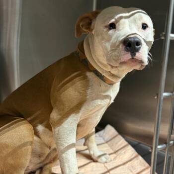 Mixed Breed Dogs Available for Adoption - Valure | PetCurious