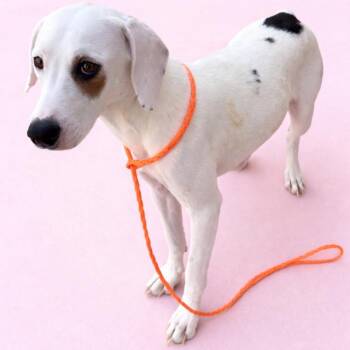 Beagle and Hound Dogs Available for Adoption in Bothell, Washington - Gigi | PetCurious