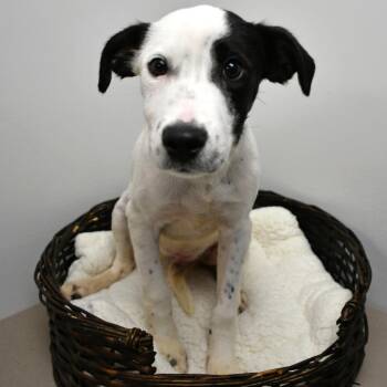 Jersey Mike -  Black Labrador Retriever Dog for Adoption in Beaumont, Texas - Jersey Mike | PetCurious