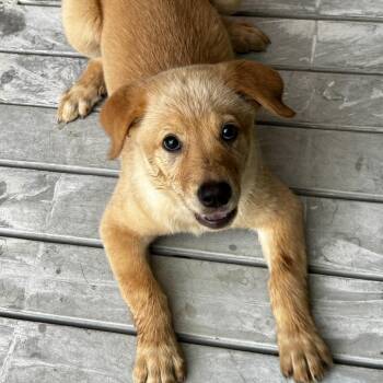 Kate -  Golden Retriever and Mixed Breed Dog for Adoption in Bradenton, Florida - Kate | PetCurious