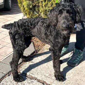 Standard Poodle Dogs Available for Adoption - Cruz | PetCurious