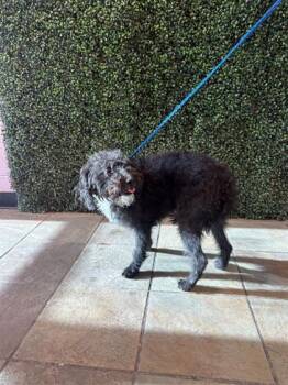 61621320 -  Miniature Poodle and Terrier Dog for Adoption in El Paso, Texas - 61621320 | PetCurious