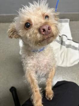 HONEY -  Poodle and Mixed Breed Dog for Adoption in Las Vegas, Nevada - HONEY | PetCurious